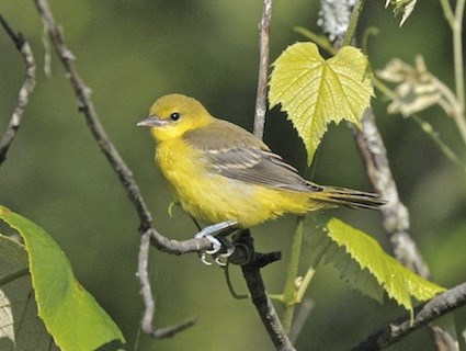 A lady oriole displays colorful yellow, grey and white plumage while preparing for her next concert.