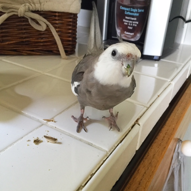 Happiness is....when you fling your sunflower seed breakfast farther than ever before, and your mommy cheers loudly and rewards you with more sunflower seeds to fling!