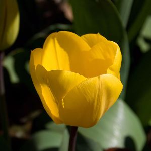 A yellow tulip as it evokes love, hope and cheerfulness (image courtesy of Wikimedia Commons)