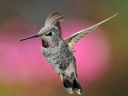 A female Anna's hummingbird, looking very delicate with her understated pink-tinged feathers.