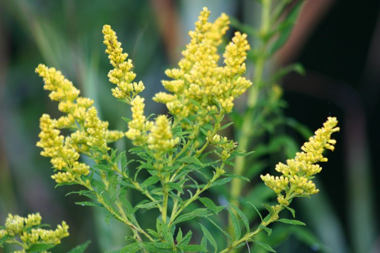 A goldenrod plant, standing at the ready to treat all kinds of dangerous ailments (photo courtesy of Brandeis University).