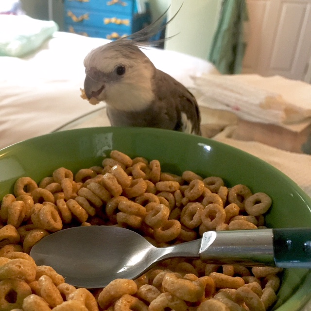 Pearl...in "alpha dining" mode.