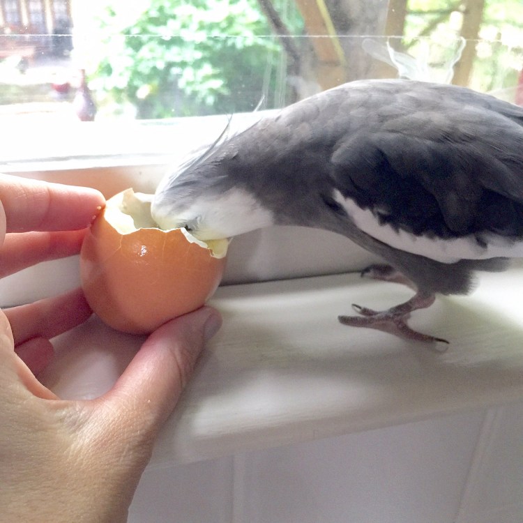Happiness is....when your large featherless assistant holds the large delicious white thing so you can eat your fill.