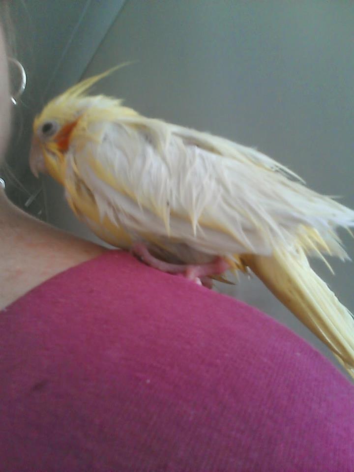 In this photo, notice how the model's delicate yellow feathers dust lightly down from crest to head and over the neck line.