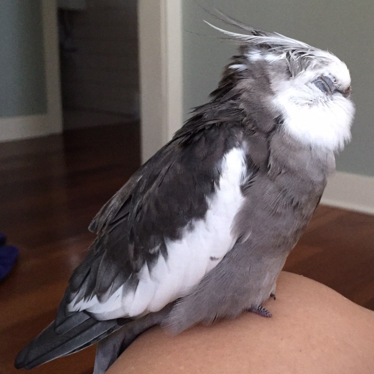 Pearl...enjoying a(nother) restful Labor Day nap while his flock of large featherless assistants watches out for predators.
