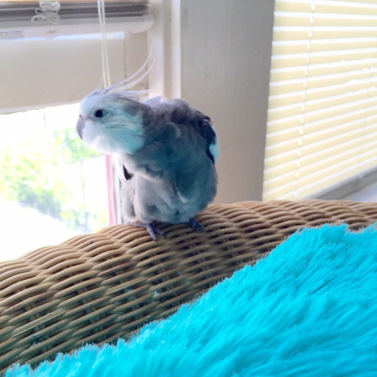 Happiness is...when your mommy opens the window (but not the screen!) so you can listen and respond to your many ladybird visitors.