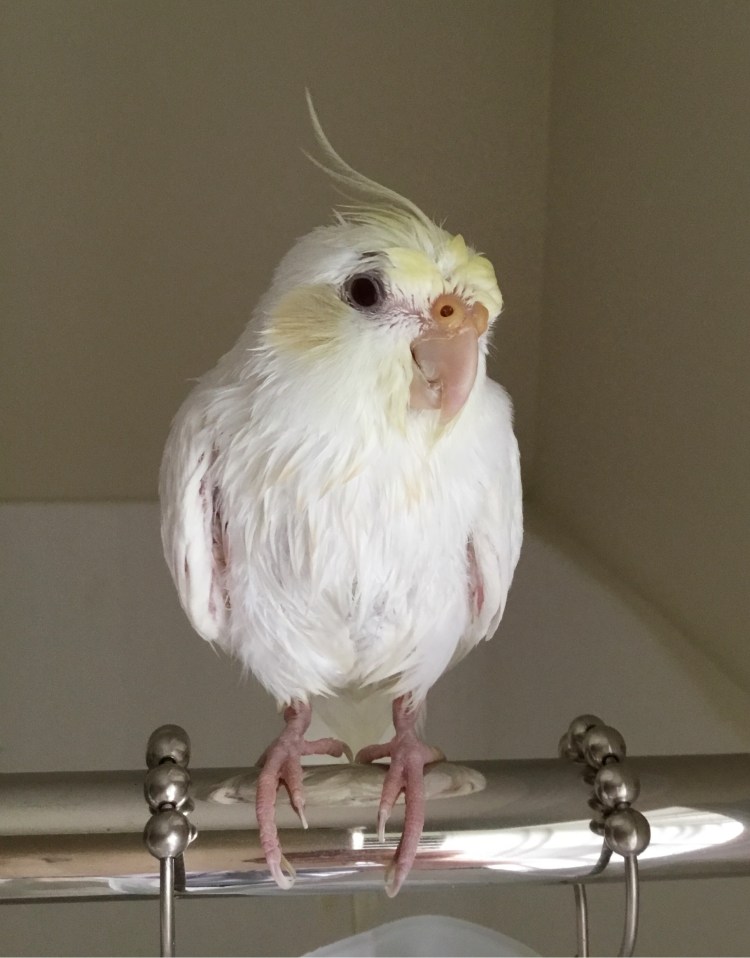 Notice how the model's...