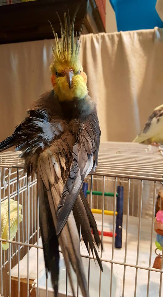 Notice how the model's fierce yellow crest and head feathers evoke the powerful healing flowers of the goldenrod plant as they spike up and away from the neck line.