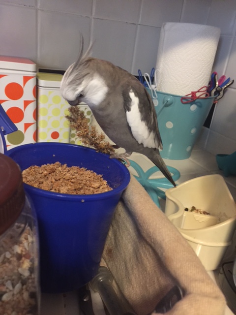 Pearl, demonstrating how to bring down the prey and then figure out what you've caught.