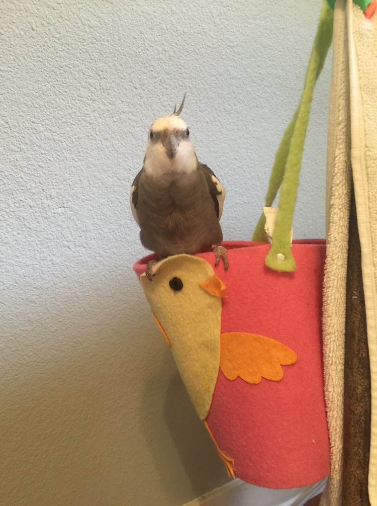 Pearl, showing off the "whole package" of manly manbird + posh and comfy nest.