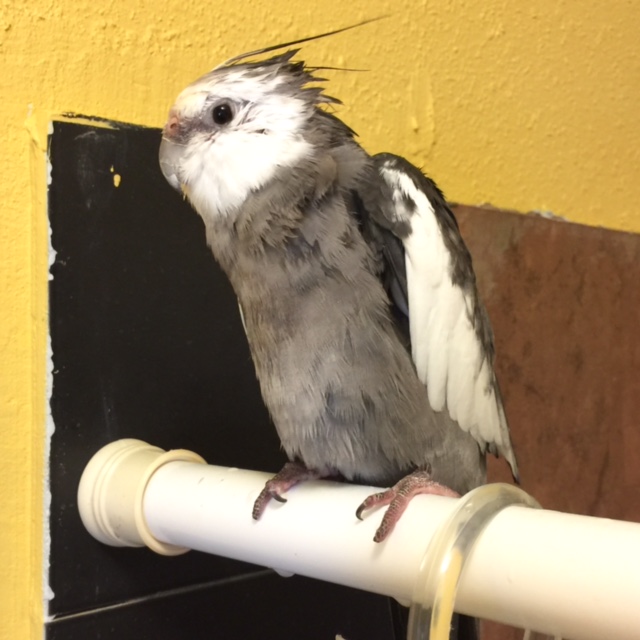 My mommy clearly loves me the most (and way more than those two small shelled beings) since I always get the first shower with the warmest, most relaxing water.