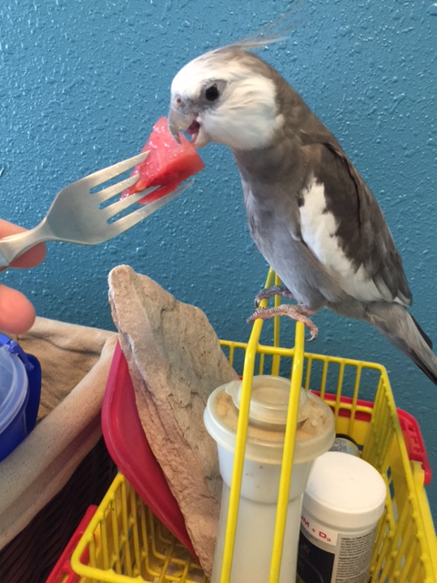 No one has to tell me my mommy loves me - she always picks out the tastiest chunk of fresh watermelon and holds it right at beak level for me to enjoy!