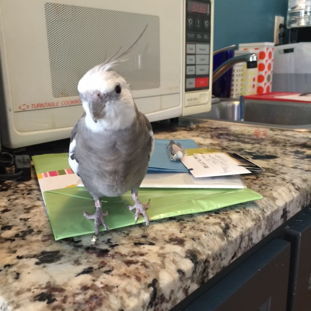 I know my mommy loves me because she is always so happy to help me open all my housewarming gifts after a move (and she never even shows a hint of disappointment that all the gifts are always for me!).