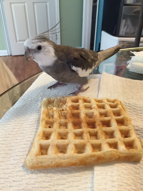 Pearl, ensuring that the waffle is well guarded from poachers before digging in.
