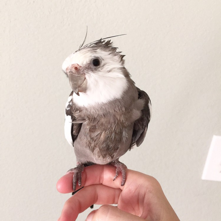 Pearl, striking a stylish couture pose to help aspiring stylistas find inspiration.