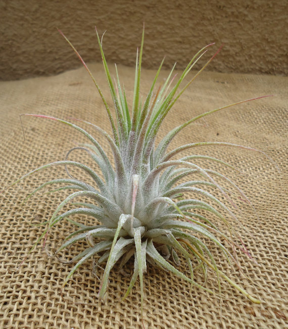 An independent air plant - Image courtesy of gardenista.