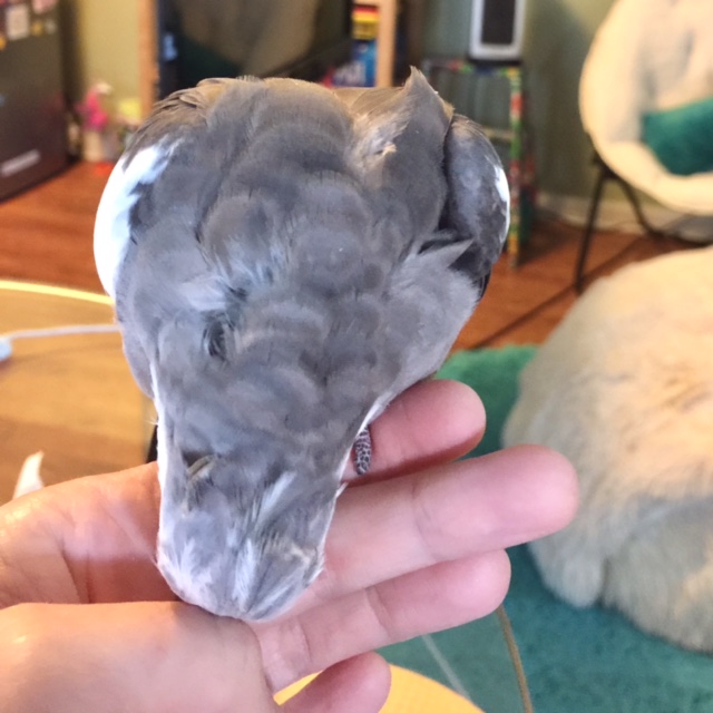 I know my mommy loves me because every time I need my neck feathers scratched she stops right away and scratches them for me.