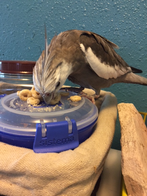 Happiness is...when your mommy is eating Cheerios and she gives you your own dish to crunch, crush and fling as you like.