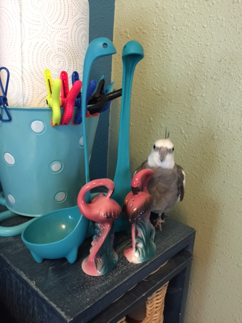 Happiness is....when you feel like playing "hide n seek" and your mommy pretends she can't find you (even though you are so cute you know you stand out in any crowd).