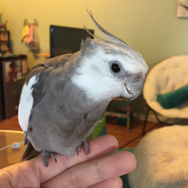 I can tell how much my mommy loves me, because she can't ever stop admiring my sleek grey and white feathers and praising my round black eyes and my sweet curved beak and my cute pink feet....