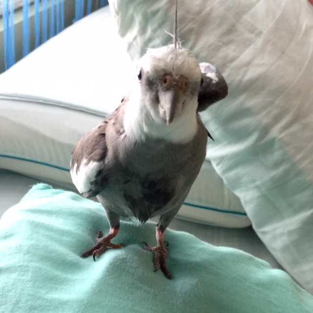 Happiness is....when you land after a flight and it takes you a moment to fold up your "lucky" left wing, and your mommy waits patiently for you until everything feels just right again. 