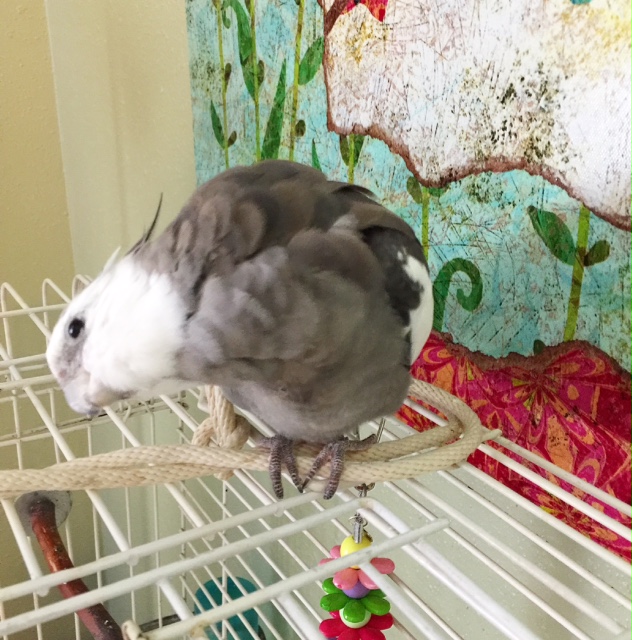 Pearl, demonstrating how to pick the best modeling candidate based on how much "cuteness," "prettiness" and "featheriness" is in each modeling pose.