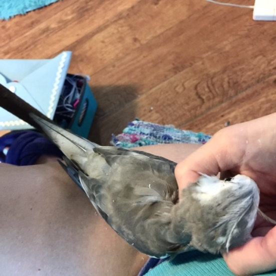 My mommy sure does love me - no matter how fast she is typing on the long thing thing with the crispy keys, she always stops whenever I head-butt her because my neck feathers are itching again.