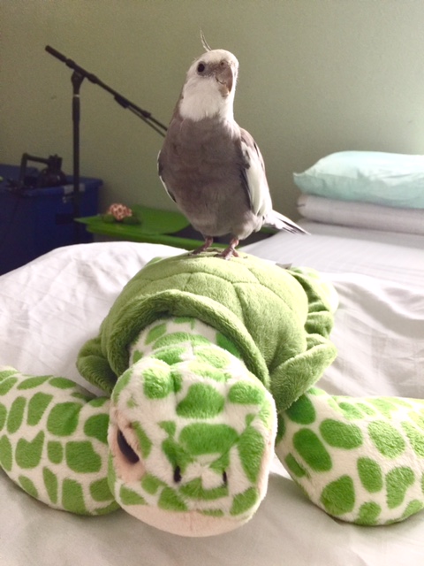 Pearl offers a clear visual example of what can happen when you don't allow your large featherless assistant to personally transport you from place to place.