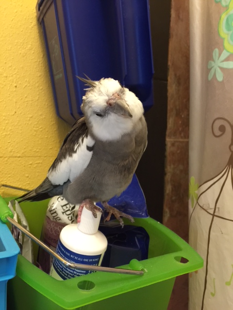 Here, Pearl demonstrates "claiming items" by sitting delicately atop the new toothpaste tube his large featherless assistant has just brought home. 