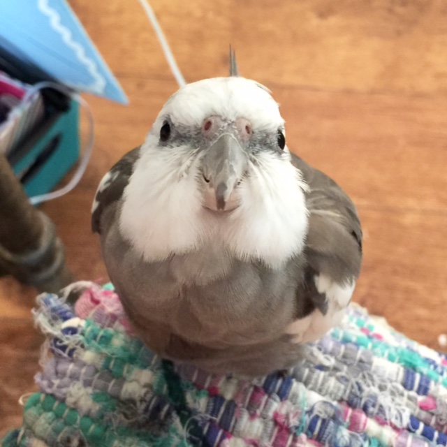 Finally, every super(bird)model should save displaying "maximum cuteness" until the end of a shoot, on account of how the large featherless photographers tend to pass out from "Cuteness Overload" at this point.