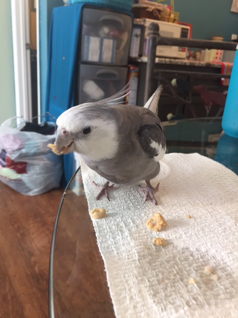 How about this? You answer all my questions and I will only take a little nibble while we chat.