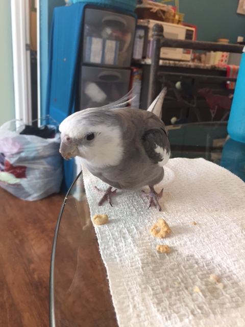 Come to think of it, I'm feeling kind of peckish. Questioning sure is hungry work.