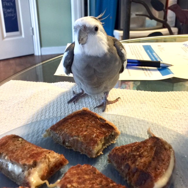 The cheezer seems not to notice that it is being stealthily observed.