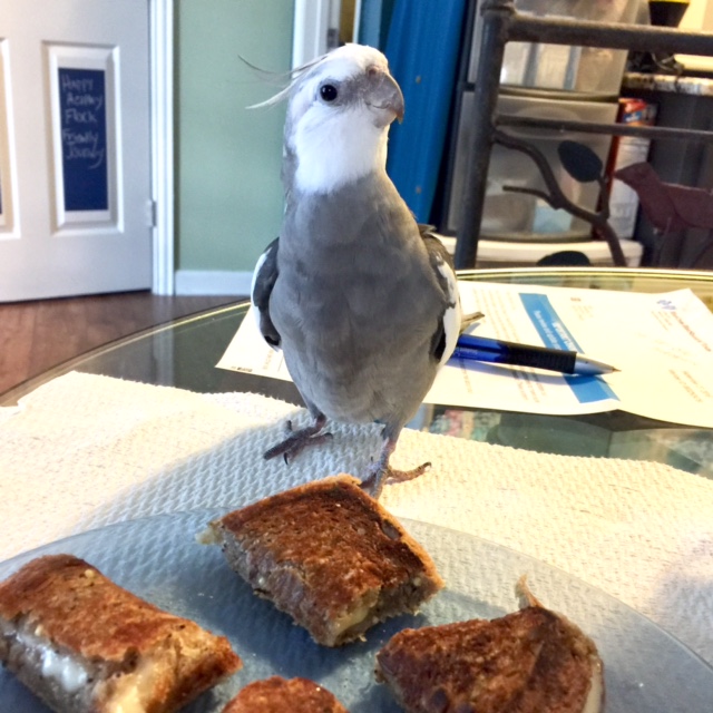 As a passersby, well, passes by, .007 adopts a nonchalant (yet very cute) pose. The passersby stops, snaps a photo, then continues on their way....