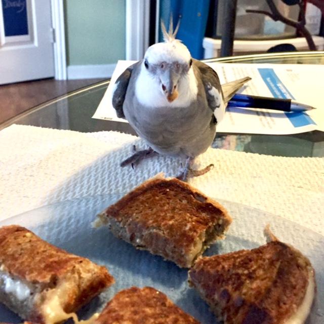 The super-spy stops, ponders, evaluating the cheezer for overall crispiness, crunchiness, cheeziness and flingability (a technical term).