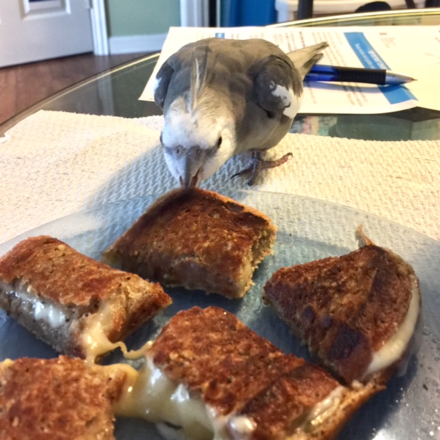 (Finally the coast is clear. .007 leans in to take a super-secret covert cheezy bite....for reconnaissance purposes, of course.)