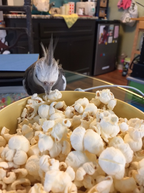 (as the chomping continues, there is the sudden sound of footsteps approaching....this is the large featherless being known as "Mom" - obviously a code name.