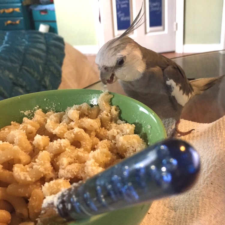I know how much my mommy loves me every time I take down another ferocious prey and she cheers like crazy and then serves up a big portion for me to enjoy.