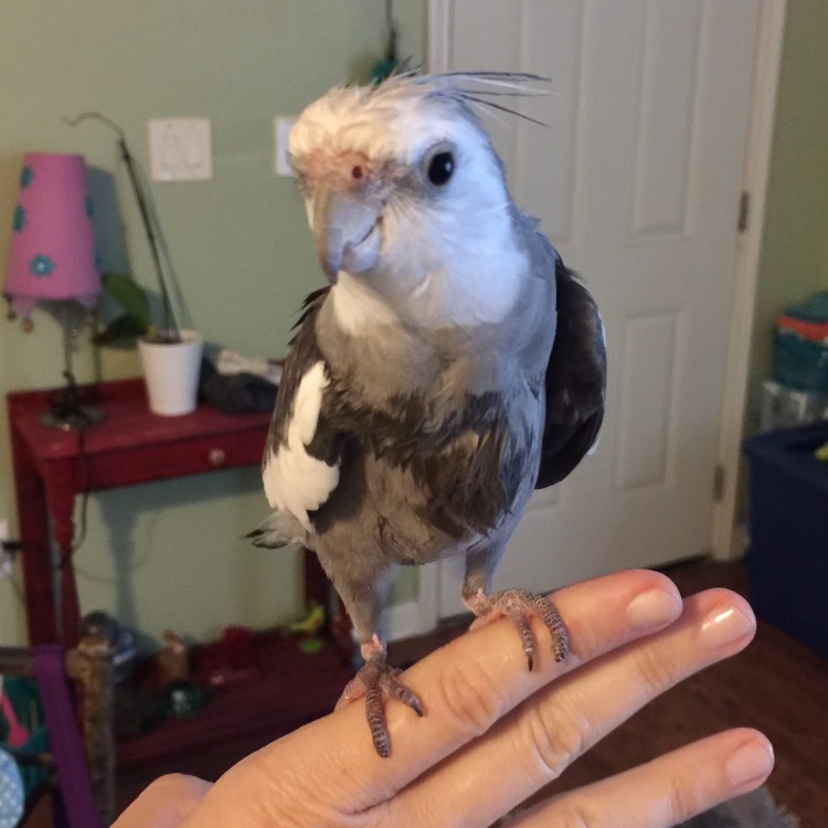 Notice how the model's delicately flowing crest feathers sleekly move down and across the neck line.