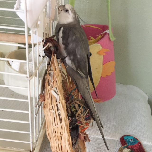 Happiness is...when you have chewed and chewed and chewed and produced yet another masterpiece and your mommy is so proud she points the small rectangular flashing device at it so the whole world (and all your VIP fans) can marvel!