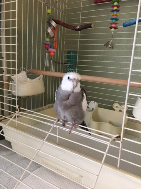 Happiness is....when you decide you would like to do a "cage side" modeling shoot and your mommy works hard to get just the right light to showcase your stunning grey and white feathers to best advantage.