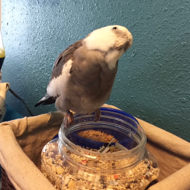 Happiness is....when you notice your mommy has gotten distracted by your small shelled flock mates (again) and you cock your cute feathery head just-so and she comes running right over to praise you for your patience and cuteness! 