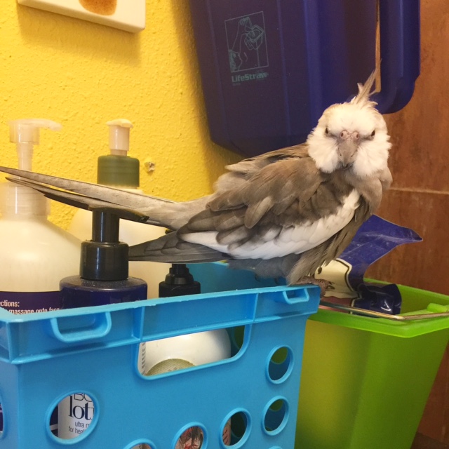 Happiness is....having your mommy nearly burst with pride and take photo after photo with her small rectangular flashing device when you are looking especially cute (and fierce)