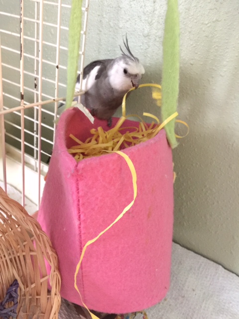 My mommy is so devoted to me - whenever I feel like practicing my nesting skills, she always makes sure my nest is full of the softest, comfiest material to work with.
