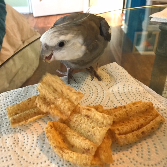 My mommy loves me so much - every time I fling a chip fragment across the room, she cheers and encourages me to do it again.