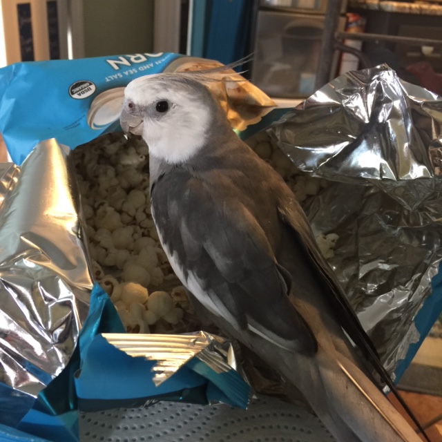 It is so obvious how much my mommy loves me - she brings home these special shiny snack holders just for me!