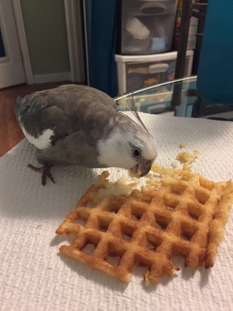 Aha! I know you. You are "Waffle." I've had my eye on you a long time.