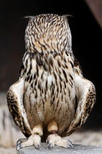 The Eagle Owl turns his head around completely backwards, stunning onlookers with a full view of soft plumage