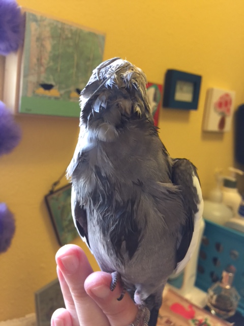 In this image, notice how the model's turned head permits a full and uninterrupted display of soft and fluffy neck and back plumage.