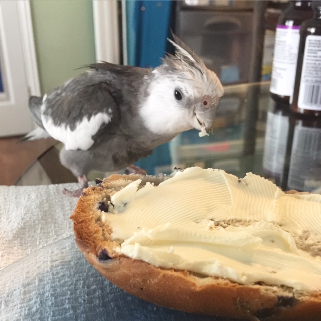 My mommy sure does love me - the moment she saw that I had claimed the prey for myself, she backed away and let me have first dibs.